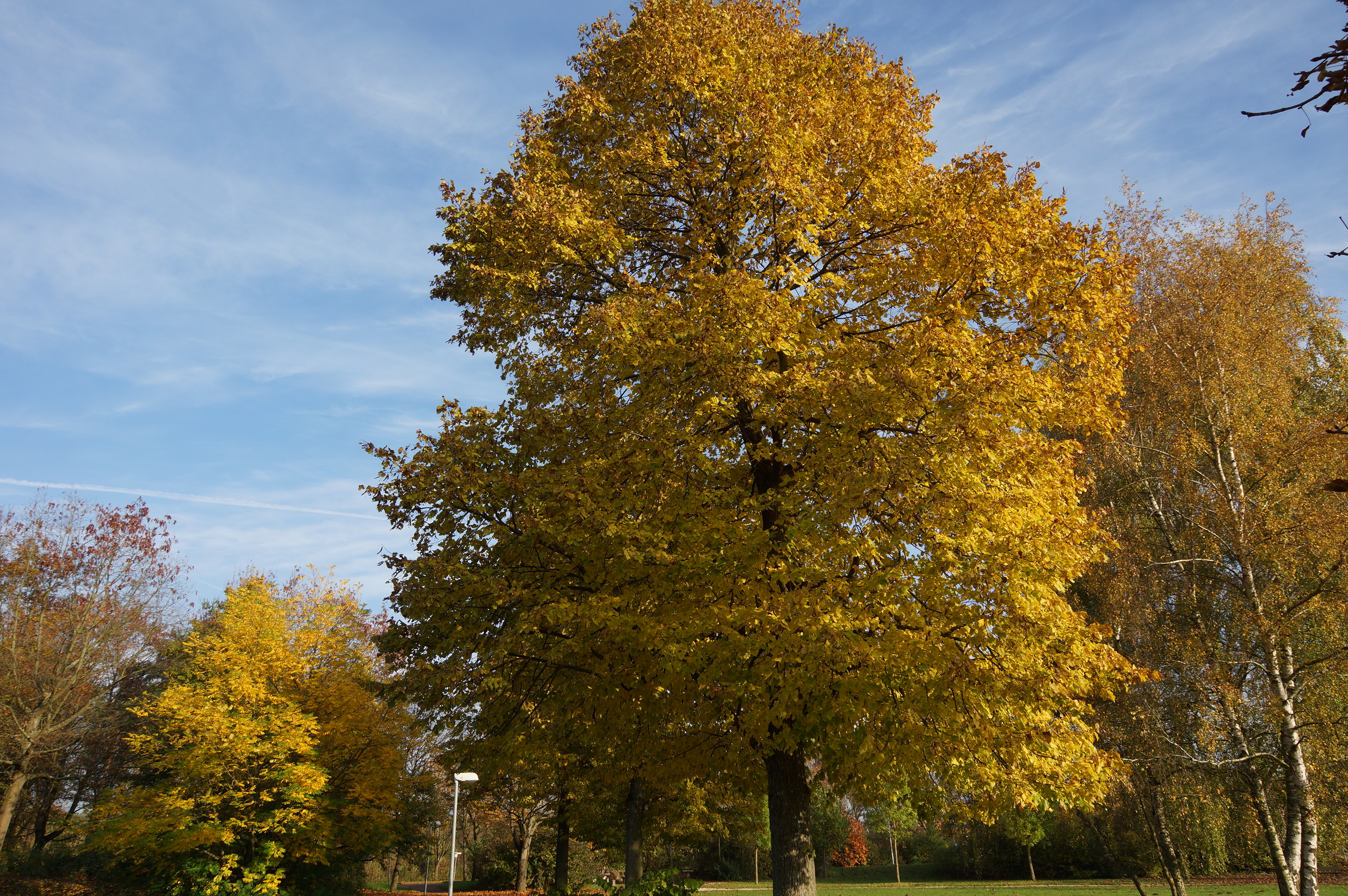 Bäume mit gelben Blättern